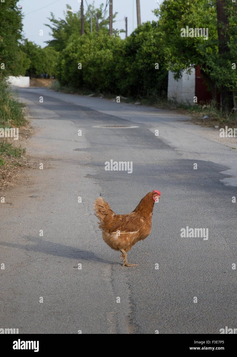 Best chicken road oficial in Spain